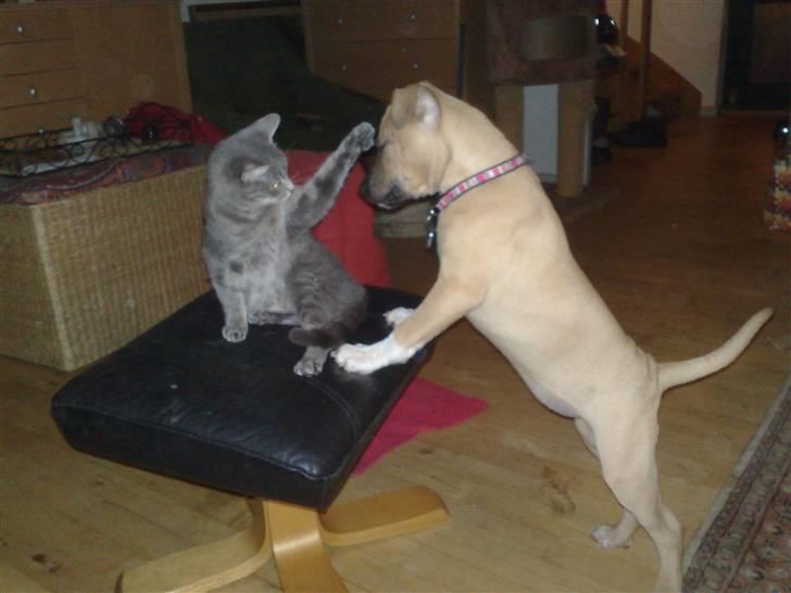 Amerikansk staffordshire terrier *UniQue* <3 Himmelhund <3 - her leger jeg med Tyson´s mor Mille billede 5