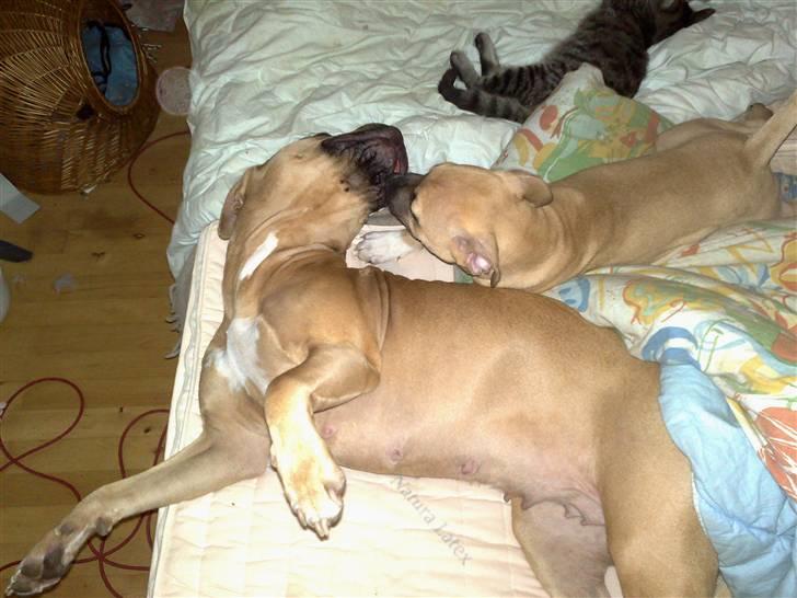 Amerikansk staffordshire terrier *UniQue* <3 Himmelhund <3 - her ligger jeg og møsser lidt med storesøster Gucci billede 6