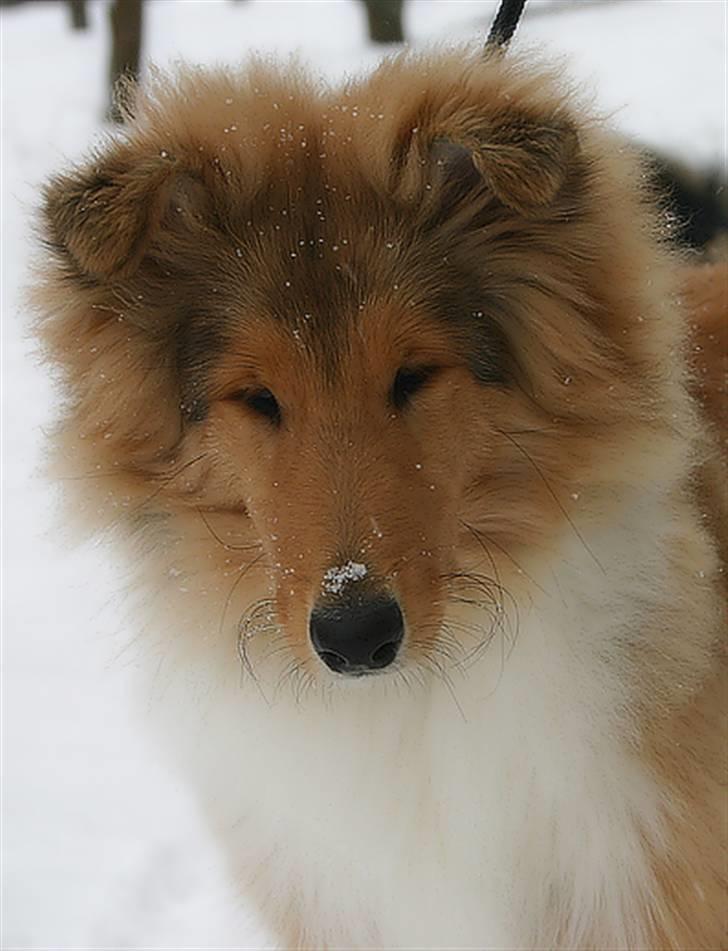 Collie langhåret ADIOR ROLLS ROYCE billede 1