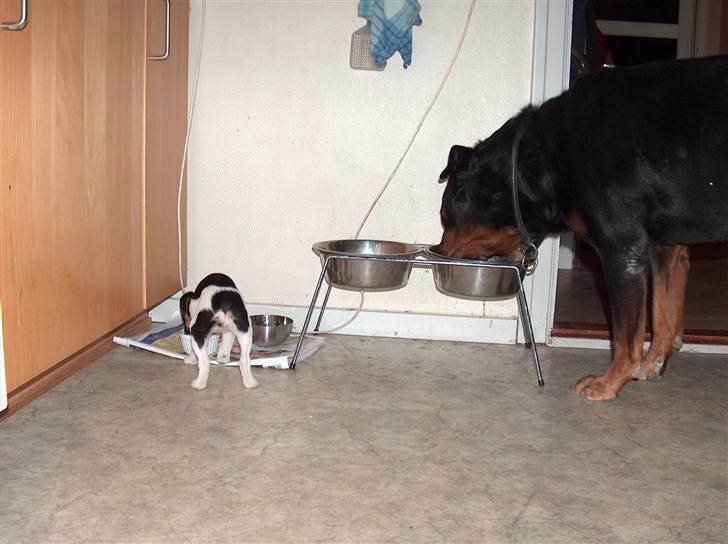 Dansk svensk gaardhund Pusle - Så er der mad tid.. billede 6