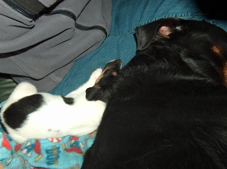 Dansk svensk gaardhund Pusle - Dejligt at have en storbror.. billede 7