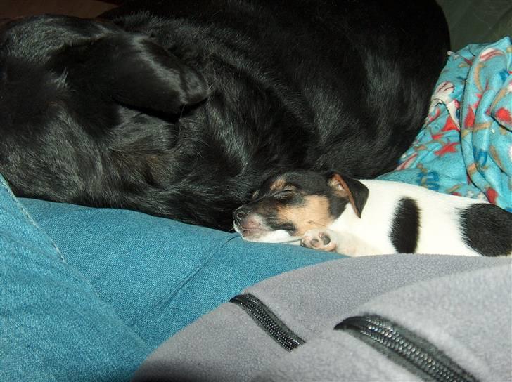 Dansk svensk gaardhund Pusle billede 8