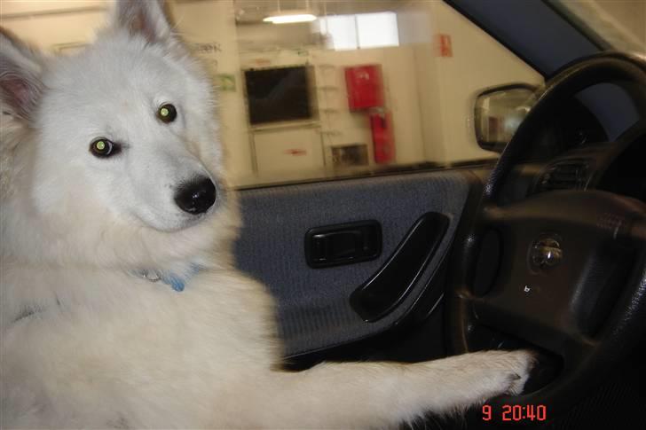 Samojedhund Lucas billede 1