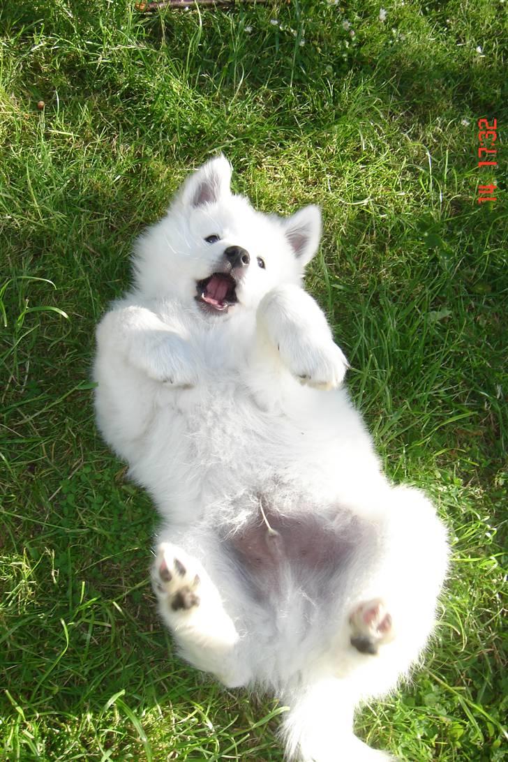 Samojedhund Lucas billede 2