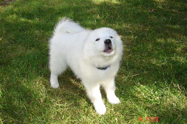 Samojedhund Lucas billede 3