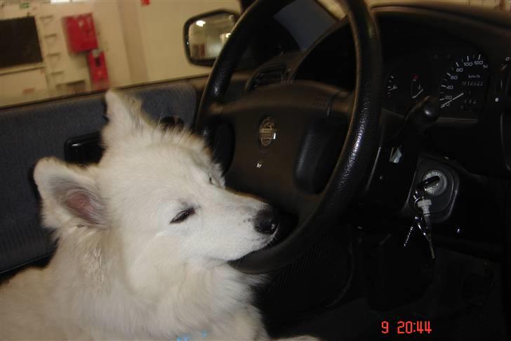 Samojedhund Lucas billede 4