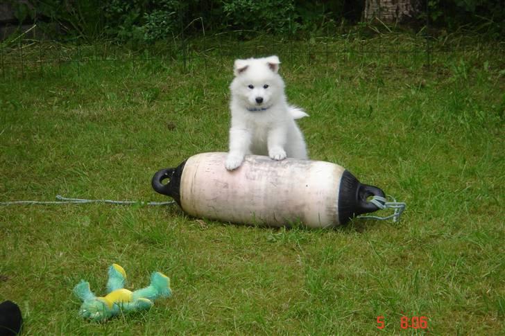 Samojedhund Lucas billede 5