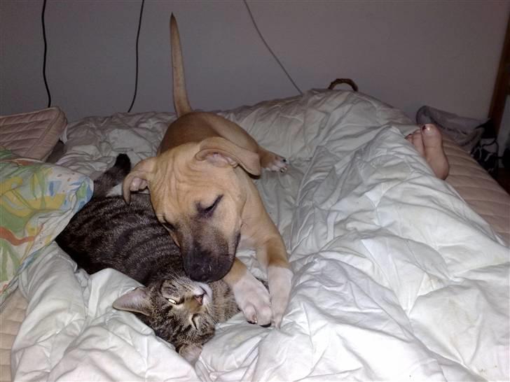 Amerikansk staffordshire terrier *UniQue* <3 Himmelhund <3 - her ligger jeg og putter med Tyson billede 7