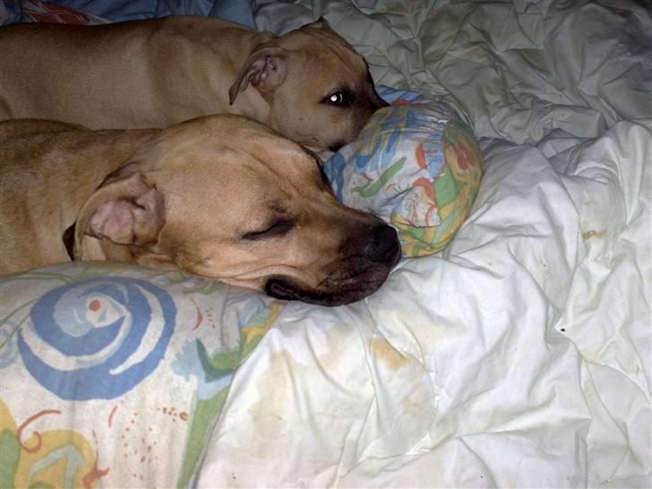 Amerikansk staffordshire terrier *UniQue* <3 Himmelhund <3 - her ligger jeg og putter med Gucci billede 8