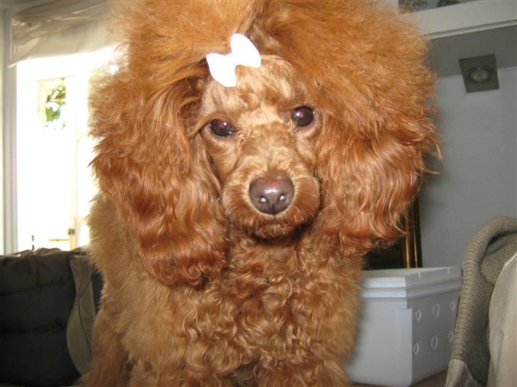 Dværgpuddel Sif  "Siffimus" billede 20