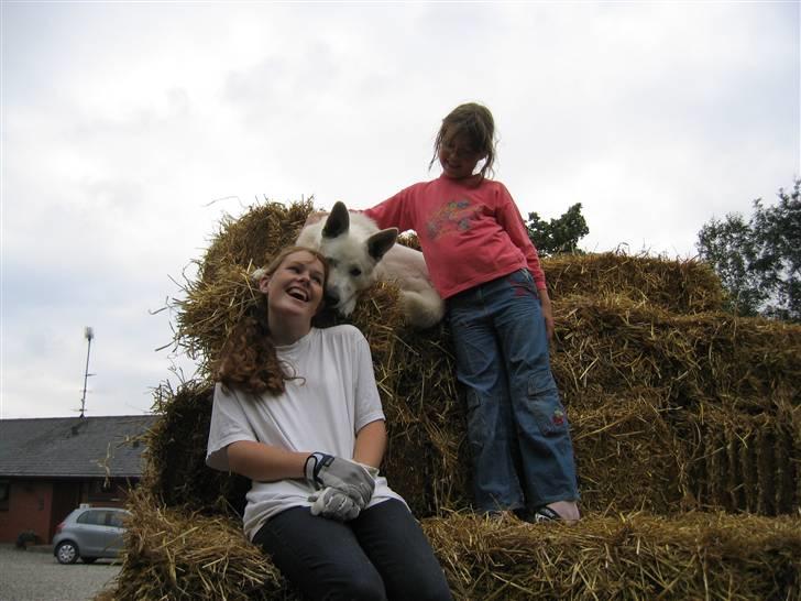 Hvid schæfer Nice'nwise Groucho Nicki billede 19