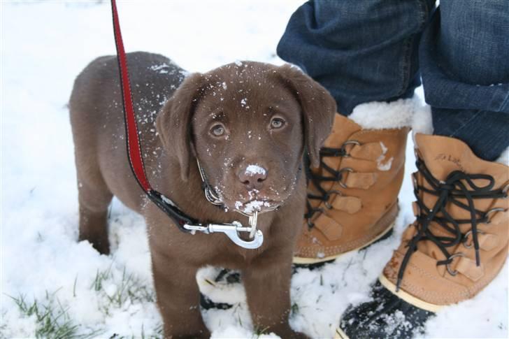 Labrador retriever Cookie billede 1