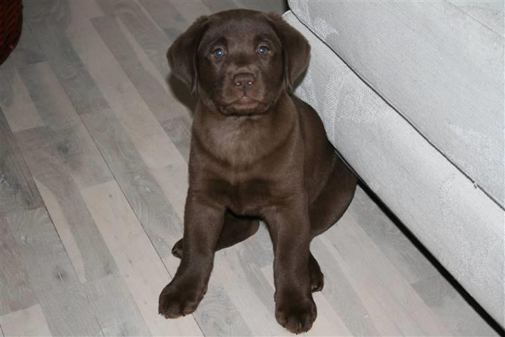 Labrador retriever Cookie billede 2