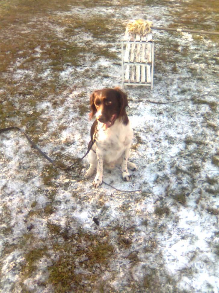 Kleiner münsterländer Shang - velkommen til shangs profil ..skriv kommentar eller udf ;D eller bar se hans billeder  billede 1