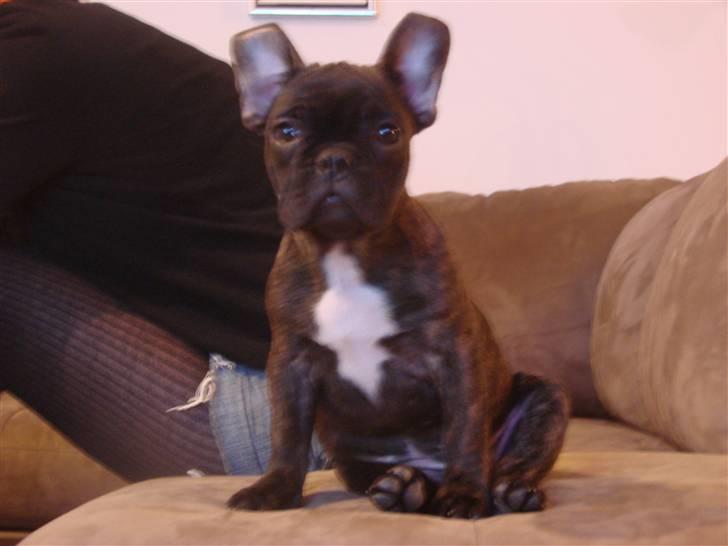 Fransk bulldog Dascha billede 1