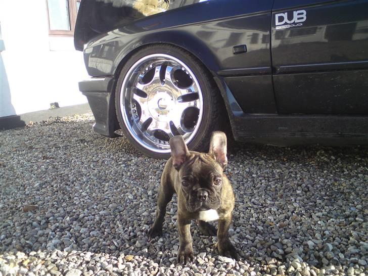 Fransk bulldog Dascha billede 2