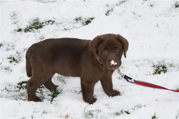 Labrador retriever Cookie billede 3