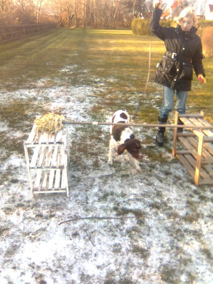 Kleiner münsterländer Shang billede 2