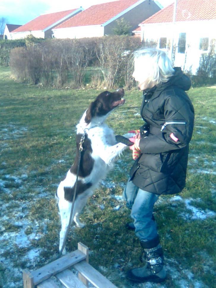 Kleiner münsterländer Shang billede 3