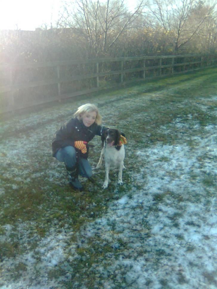 Kleiner münsterländer Shang billede 4