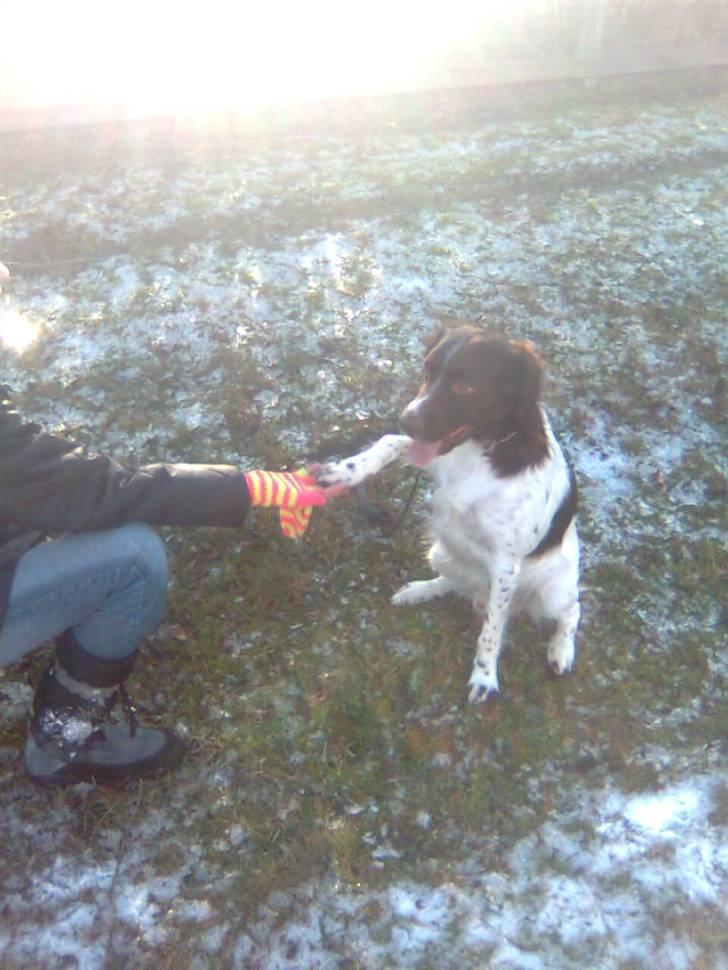 Kleiner münsterländer Shang billede 5