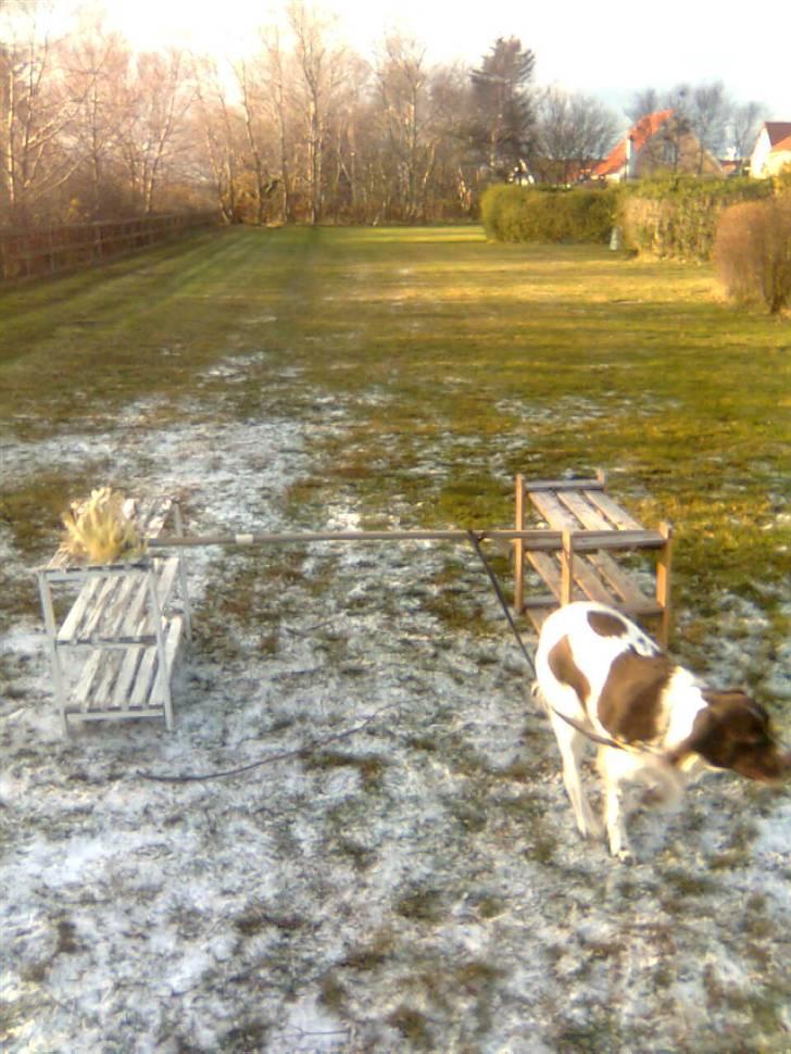 Kleiner münsterländer Shang billede 6