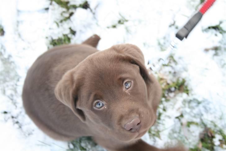 Labrador retriever Cookie billede 4