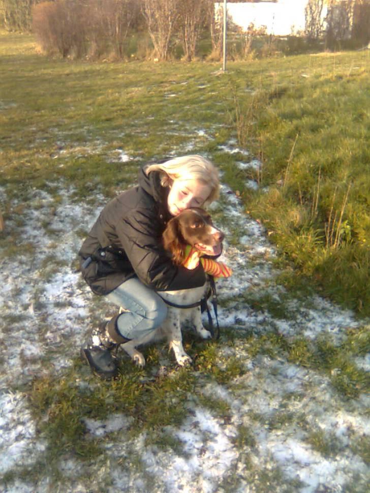 Kleiner münsterländer Shang billede 7