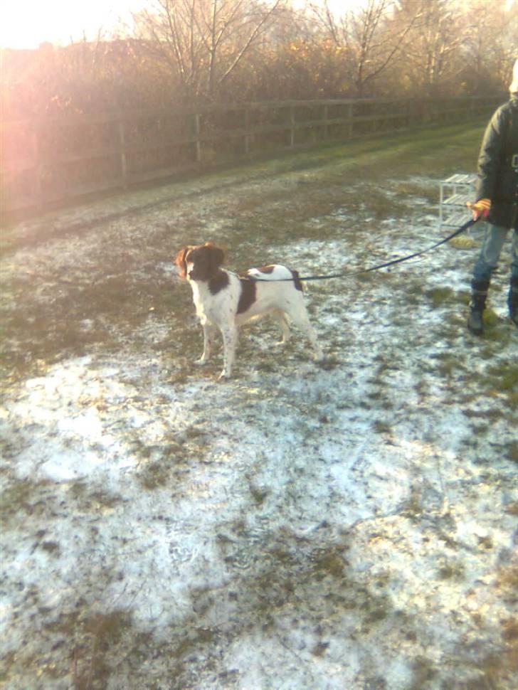 Kleiner münsterländer Shang billede 8