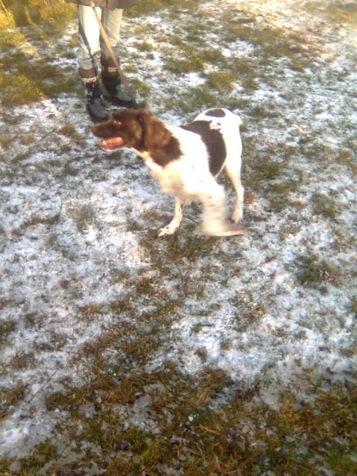 Kleiner münsterländer Shang billede 9