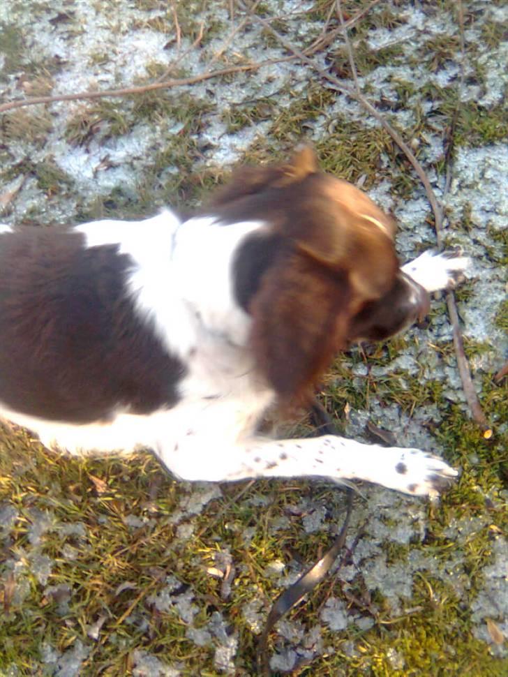 Kleiner münsterländer Shang billede 10