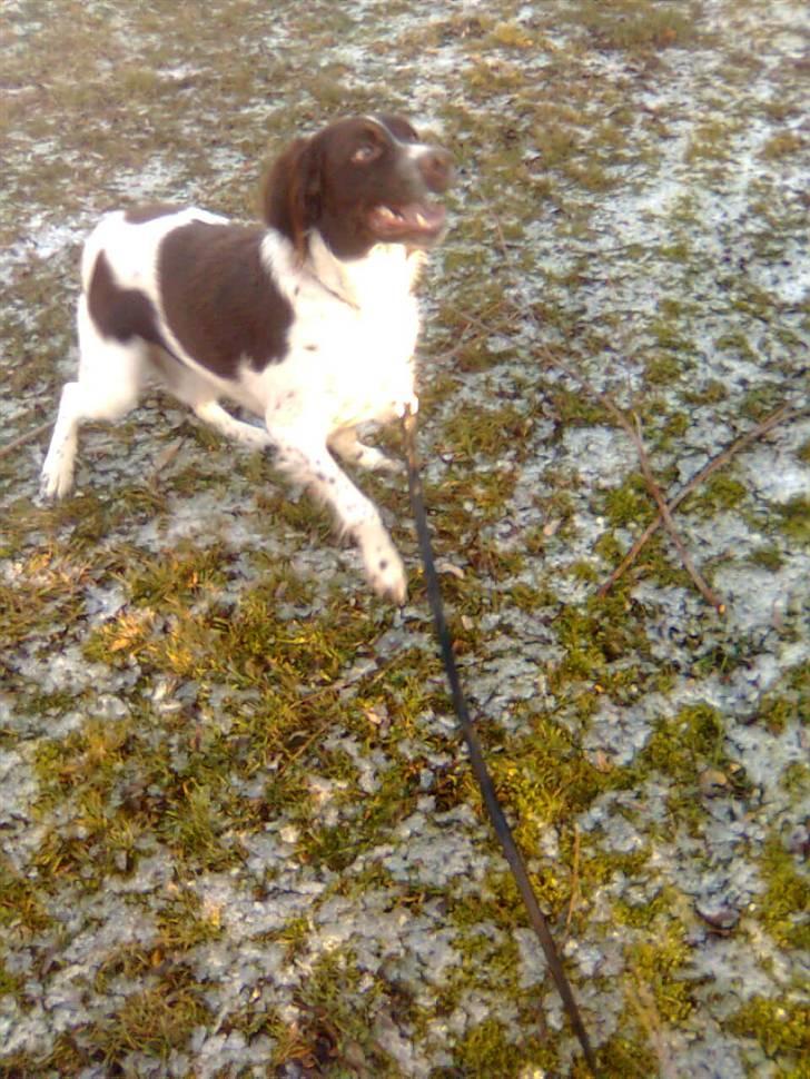 Kleiner münsterländer Shang billede 11