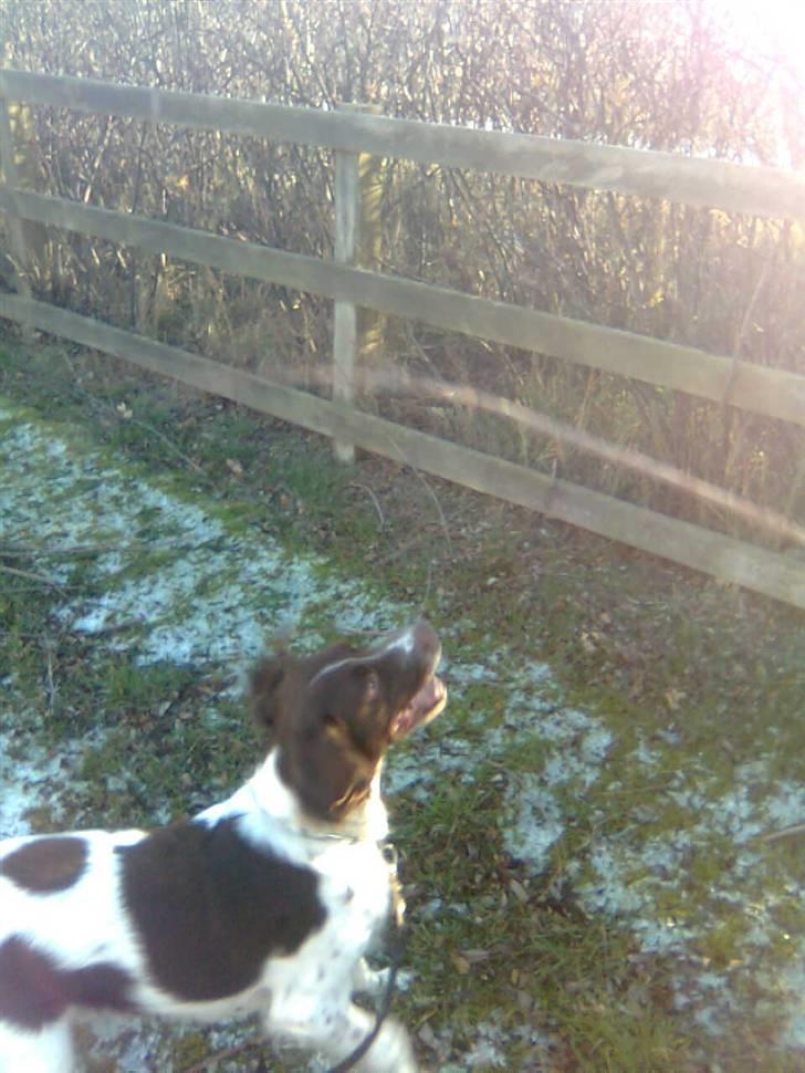 Kleiner münsterländer Shang billede 12