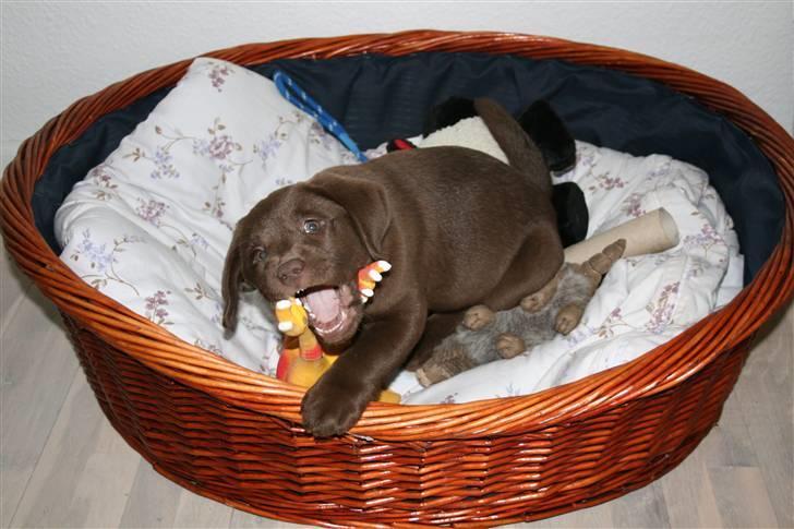 Labrador retriever Cookie billede 5