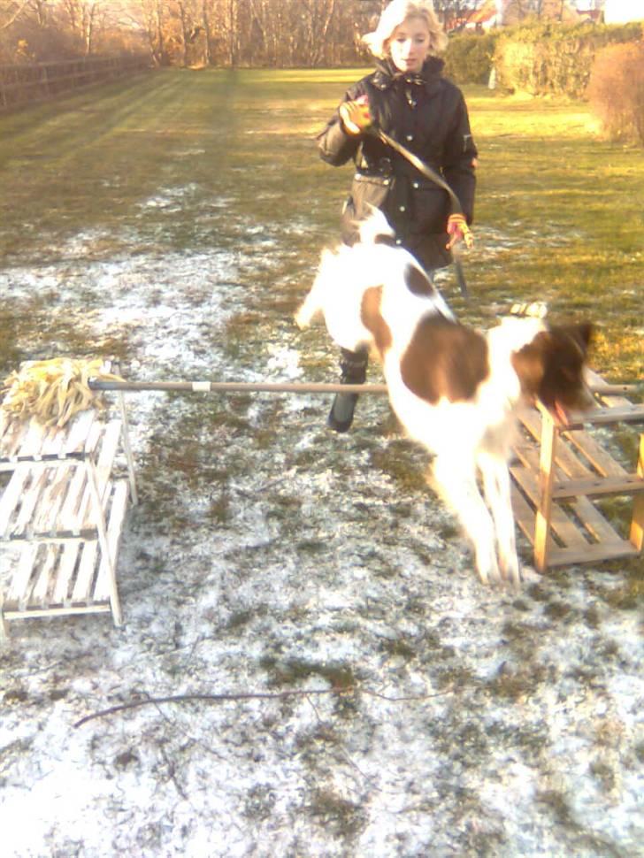 Kleiner münsterländer Shang billede 13