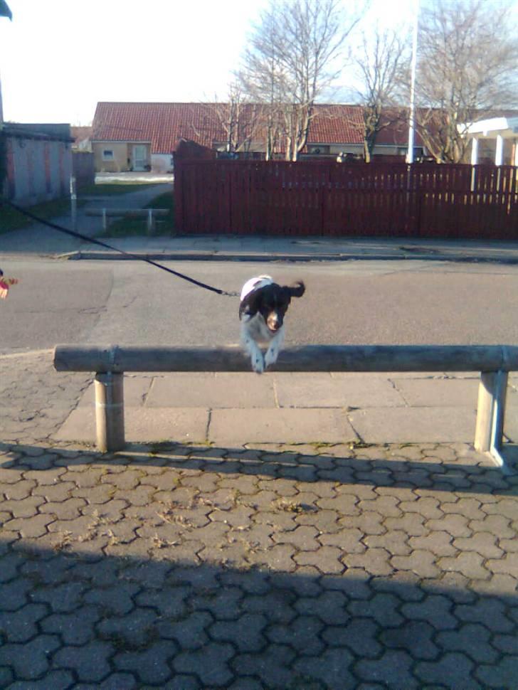 Kleiner münsterländer Shang billede 14