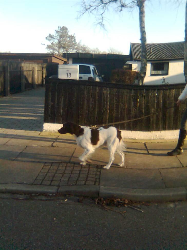 Kleiner münsterländer Shang billede 15