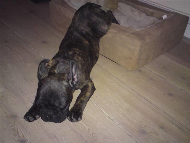 Fransk bulldog Dascha billede 3