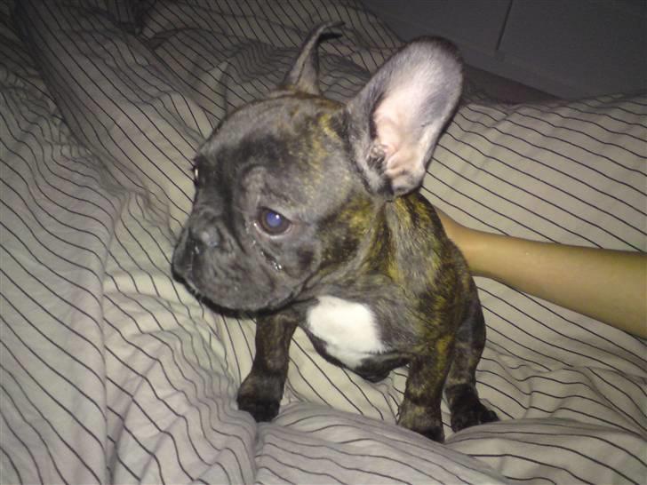 Fransk bulldog Dascha billede 4