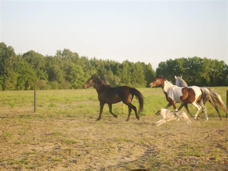 Collie langhåret Sille  billede 11