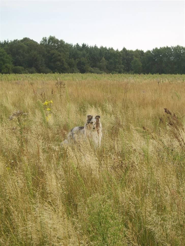 Collie langhåret Sille  billede 12