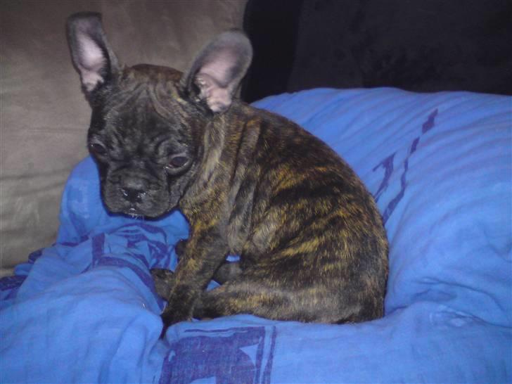 Fransk bulldog Dascha billede 5
