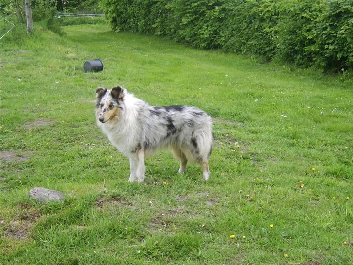 Collie langhåret Sille  billede 13