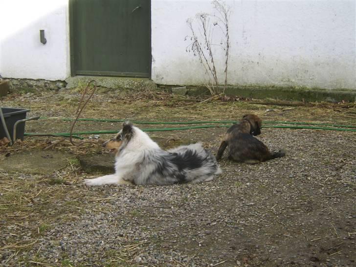 Collie langhåret Sille  billede 14