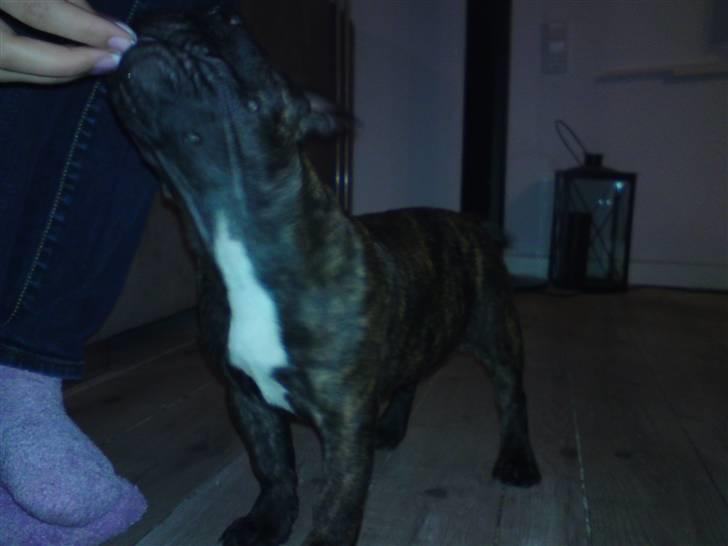 Fransk bulldog Dascha billede 6