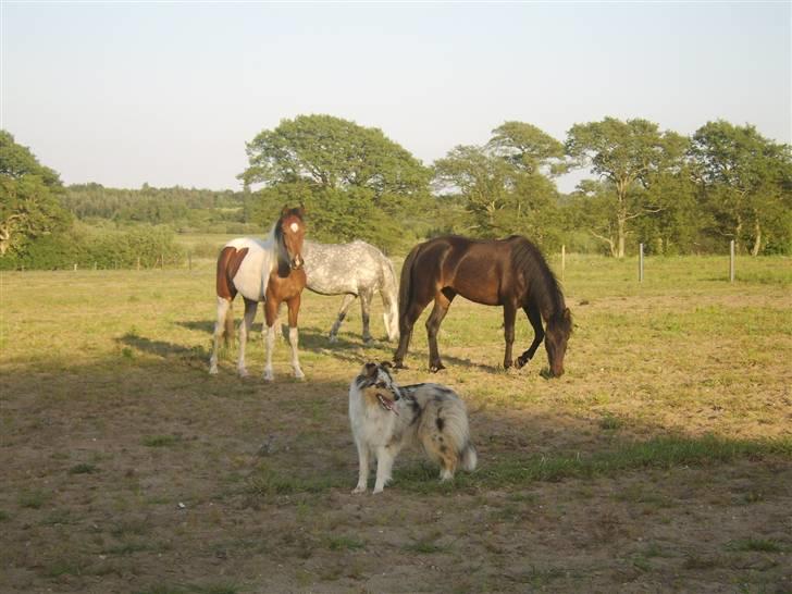 Collie langhåret Sille  billede 15