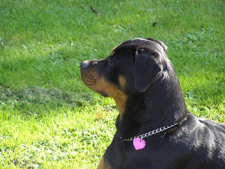 Rottweiler Minna - 9 måneder gammel billede 17