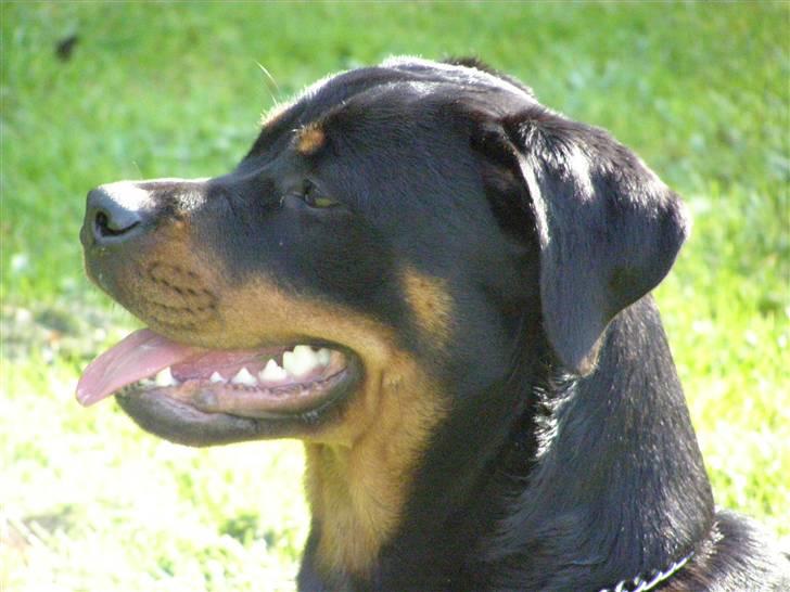 Rottweiler Minna - 9 måneder gammel billede 18