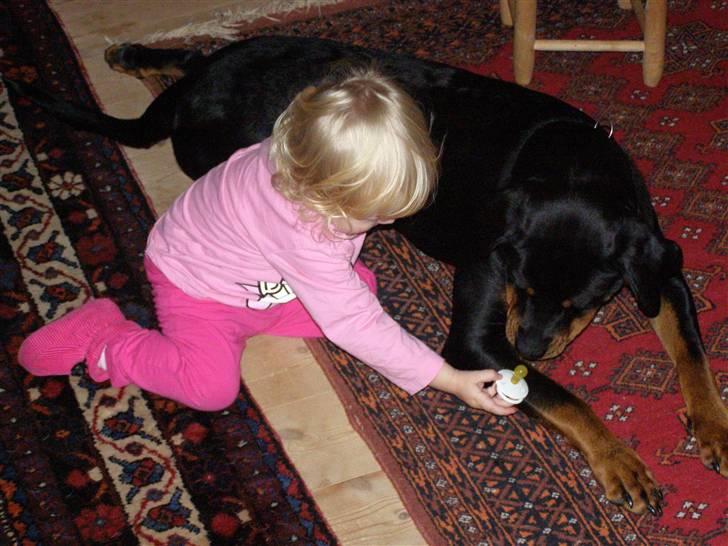Rottweiler Minna - Afsløring, jeg stjæler ikke Amandas sut - hun giver mig den selv. billede 19
