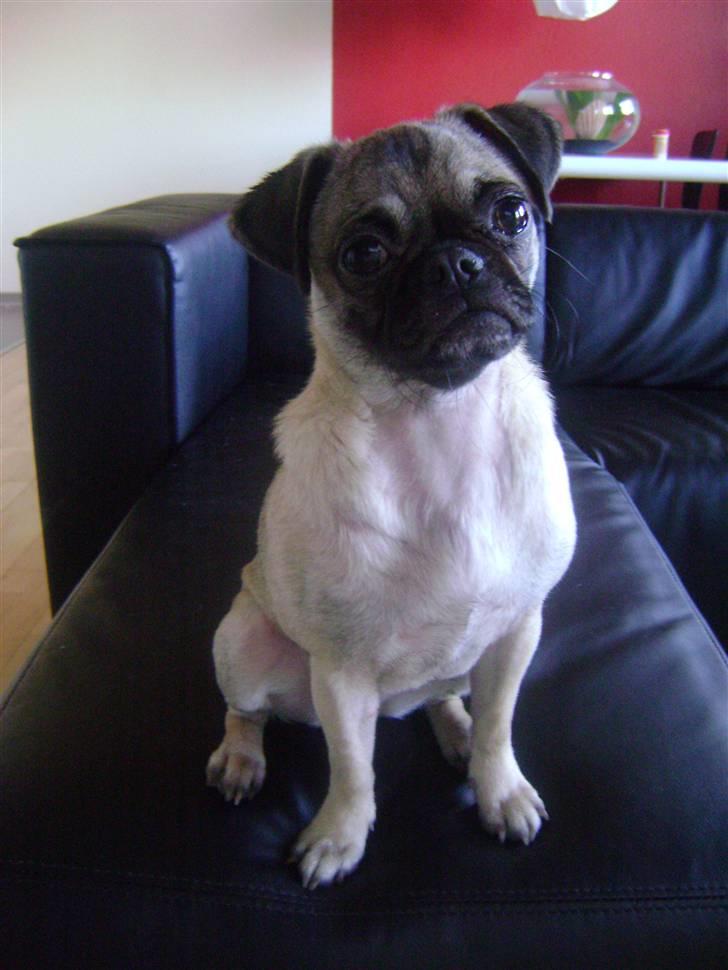 Blanding af racer Chico - MOAAARS HUND. <3 billede 1